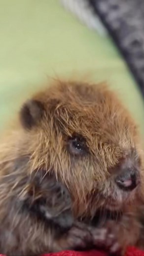 Enjoy a throwback video of little Hope, our rescued beaver, learning to swim! 🦫 Hope was an orphan who was unable to be released into the wild, so she has a forever loving home here at Red Wolf Sanctuary. Hope is now much larger at around one year old, she can carry sticks through her pool now! 🪵 It was been amazing to watch her grow. 🤎 #beaver #beavers #babybeaver #beaverdam #mammal #northamerica ##wildlifephotography #photography #wildlifephotography #cute #cuteanimals #indiana #conservatio