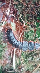 Trilobite Beetle yang di rakam di Kota Kinabalu | Dunia Haiwan Malaysia