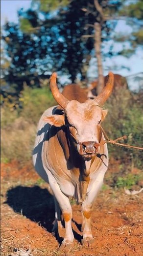 No Mercy Battle 😱 | Asia’s Strongest Bulls Go Head-to-Head! #music #cow #fightbattles #shorts