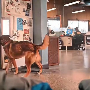 A medical service dog 😲 #dogslife #movieclips | Vella Margallo Mindang