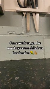 6.4K views · 25 reactions | Come with us to collect locally sourced Maize, 1 mile away from Monkey Forest at Barlaston Milk Barn ✨拏 We are proud to support local farming, and it helps that the monkeys LOVE it too! ♥️ | Trentham Monkey Forest | Facebook