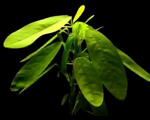 46 reactions | #DidYouKnow: Unlike most plants, the Telegraph plant...