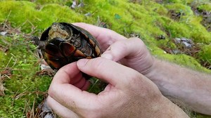 In this video, Jason Gibson discusses the eastern mud turtle (Kinosternon subrubrum subrubrum). Jason Gibson is an Assistant Professor of Biology at Patrick Henry Community College, a member of the Virginia Herpetological Society, a Research Associate at VMNH, and a great friend to the museum. | Virginia Museum of Natural History
