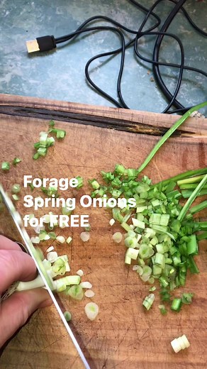 FREE Wild Onions (Allium triquetrum) Three cornered leek #forage #survival #food #Kai | Prepper Kiwi