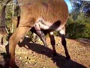 Exclusive video of a donkey getting a hardon in this zoo flick