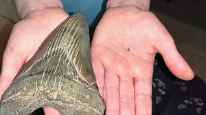 Dente de megalodonte é encontrado por menina de 9 anos em praia nos EUA