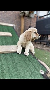 #cockerspanielworld #cockerspanielclub #cockerspaniellovers #dog #cockerspanielfan #goldencockerspaniel #spaniel #cocker #doglover | Cocker Spaniel Owners