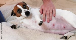 scratching the belly of a beautiful pregnant female Jack Russell Terrier lying down resting. preparing for pregnancy and childbirth in domestic dogs