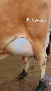 Rode Lemonhead 289 Ready for upcoming shows #RodeDairyFarm #rodejerseys #dairyfarm #cow #punjab | Rode Dairy Farm