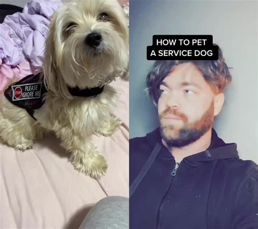 #duet with @punkassdogtrainer #donotpet #servicedog