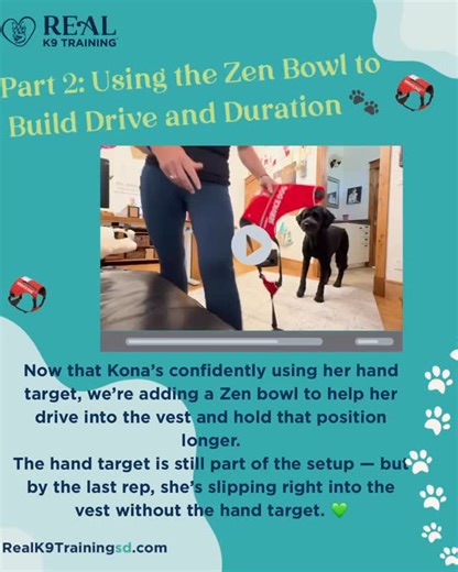 Part 2: Using the Zen Bowl to Build Drive and Duration 🐾 This step is all about helping Kona want to move into her vest and stay there comfortably. By adding a Zen bowl, we give her a reason to move forward and stay engaged — it creates motivation and clarity while I gradually reduce my hand cues. You’ll notice that in the last rep of this session, I don’t use the hand target at all. The Zen bowl alone is enough for her to happily drive into position. That’s exactly what we want — the behavior 