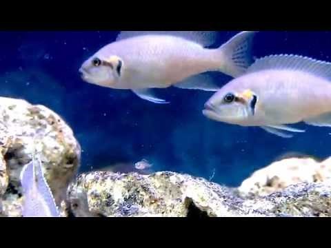 Neolamprologus brichardi cichlid with Fry