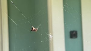 3.5K views · 76 reactions | Building a great #Toonami for toonight!! See ya in space @adultswim | Steve Blum | Facebook