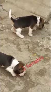 Beagle Female Puppies 93509 26445