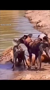 Dogs attack to hyena #WonderOfWildlife #ConservationEfforts #AnimalRights #LoveAnimals #BiodiversityMatters | Bolivia Gastronomica Sucre