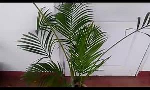 Today we'll see how and when to repot Areca palm | Backyard Gardening