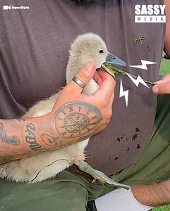 I cannot believe how long that weed was! 🦢😲 | Sassy