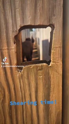 3.9K views · 36 reactions | Shout out to Southern Grit Shearing for giving our llamas and alpacas new 'dos! They did a great job as always. #southerngritshearing #llama #alpaca #wildanimalsafari #pinemountain #ilikeyacutg | Wild Animal Safari | Facebook