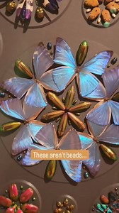 7.3K views · 75 reactions | Those aren't beads...they're bugs!!  We...