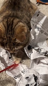 21K views · 1.6K reactions | ask and you shall receive  #jiggysmalls #jiggycat #dwarfcat #smallcat #babycat #tinycat #catsofinstagram #dwarfcatsofinstagram #catlife #catlover #kittensdaily #catstagram #dwarfcatlife #instacat #catscatscats #catloversclub #catoftheday #kittenface | Melody & Jiggy | Facebook