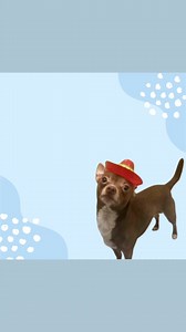 1.8K views · 23 reactions |  Meet Prince, the adorable 3 yr 7 month...