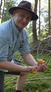 38K views · 1.2K reactions | Galbiori boemi @reper #boletus #chantarelle #galbiori #ciuperci #pilze #forrager #ciuperfan | Calin Copolovici | Facebook