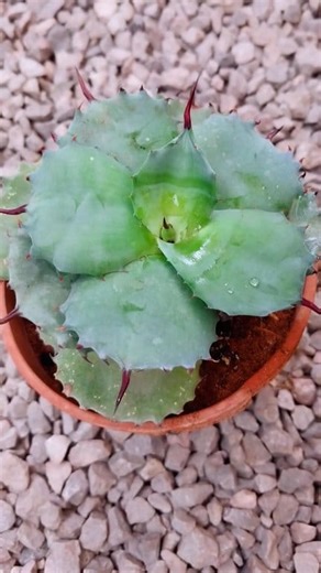 1.4K views · 45 reactions | Agave Parryi Truncata bring a bold and sculptural look to any garden ✨. #agave #succulents #beauty #garden #photography #Amazing #viral #reels #viralreels #gardening #decorandbeauty #fyp #foryou | Decor & Beauty | Facebook