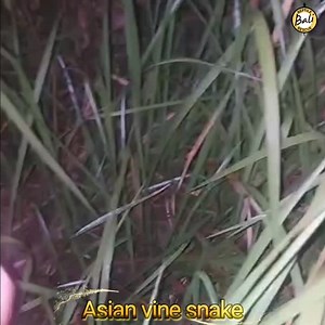 Release of an Asian vine snake back into the wild was done by @permanabrandals Vine Snake ( Ahaetulla prasina) (Indonesia Name: Ular Pucuk) Vine Snake is a diurnal snake that can be found actively hunting in trees and low vegetation (Arboreal). Habitat: Plantations, rice fields, forests, settlements Active: Diurnal (active during the day) Reproduction : Ovoviviparous Food : Lizards, frogs Medium venomous Pelepasan seekor ular pucuk kembali ke alam berhasil dilakukan oleh Gung Adi #Ahaetullaprasi