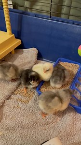 Hot or cold? To see if your chicks are at the right temperature observe them in their brooder. Too cold- chicks will be crowded directly under the heat source and cheeping loudly Too hot - chicks will get as far away from heat as possible, be drowsy, quiet and hold their wings drooped to sides Drafty or faulty heater - chicks will be gathering in one area or away from the heat source Just right - Happy content chicks that are warm enough/not too hot or too cold will be evenly spaced, happily pot