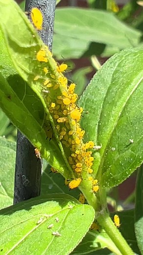 Aphids Attacking My milkweed! #nature #bugs #insectphotography #Aphids #attack | Gigmaster