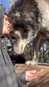 Amazing! #wolf #wolfdog #drawing #wolfpack #art #worldofwolves #nature #wolfstagram #savethewolves #instawolf #dog #draw #allaboutwolves5 #love #instagood #pack #wolftherian #oc #wolverhampton #wolvesofinstagram #sketch #wolfhybrid #animals #dogs #wolfdrawing #animalsofinstagram | Wolf Lover