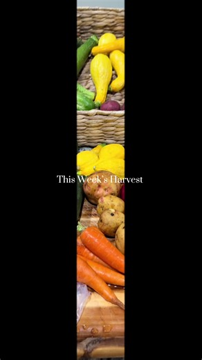 This week’s harvest minus what I have been already eating. #gardentok #gardening #backyardgarden #homesteading #foodietiktok