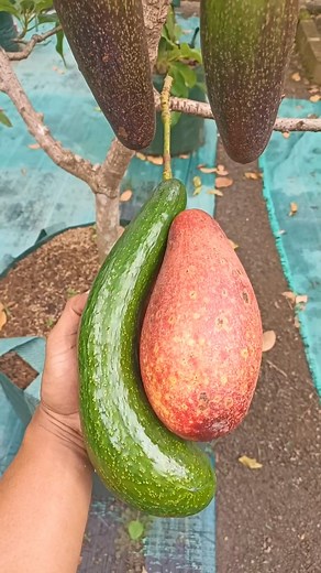Long neck avocado leher panjang | Oto Uchida Grow