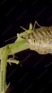 Vertical video, Group of newborn babies praying mantis sits on Ootheca (Oviparity) on black background. Transcaucasian Tree Mantis (Hierodula transcaucasica). Closeup of nymph form of mantis insect