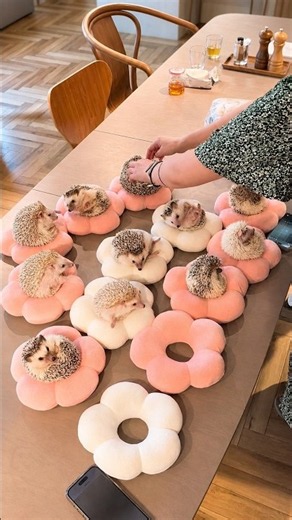 Hedgehog Family Rescue #animals #wildliferescue #animalrescue #cute #hedgehog