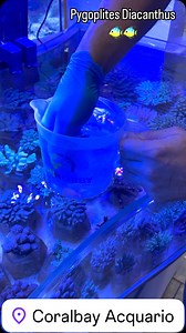 80 reactions | Il Pygoplites diacanthus, noto come Pesce angelo...