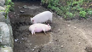 11 reactions | Maple Farm Sanctuary on Reels | Facebook