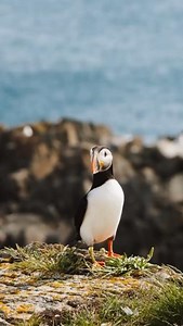 Discover the adorable puffins in the Maritimes of Canada! Watch these colorful birds in their natural habitat, fluttering around the rugged cliffs and serene waters. 🐧 #PuffinWatching #MaritimeWildlife 📸@helenepuig | Canada By Design