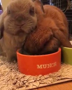 "Cuando te dicen que son inseparables" 😂 😂 🎥 Mix FM Lebanon | Telemundo