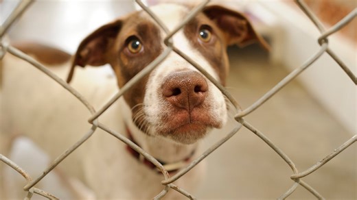 'We need more space' | CMPD Animal Care and Control planning for a new shelter