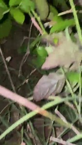 At Chamouny | Mopays.com