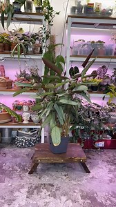 3.9K views · 2K reactions | This is my Ctenanthe setosa ‘Grey Star‘...