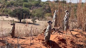 The matriarch alpha with her group getting ready to set off. #kalahari #wildlife #meerkat #meerkats #wildlovers #wildlifelover #red #nature #baby #redsand #dune #kalaharitrails #babies #naturelovers | Kalahari Trails