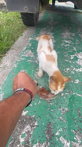 1.3K views · 50 reactions | I was on my way to work today and I saw this poor sick stray kitty. I gave her a pack of wet food and DMG immune booster for this poor sick stray kitty. Get well soon kitty and stay safe. #straycat #kitty #pyropaws | AJ "Pyro" Lias | Facebook