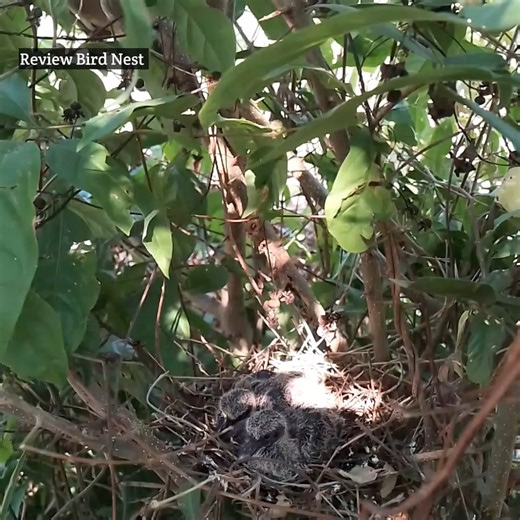 12K views · 93 reactions | #EP12. Spotted Dove birds Feed the baby in the nest well | Review Bird Nest | Facebook