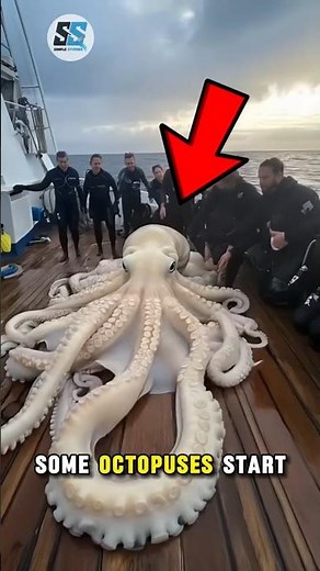 Why Octopuses Eat Their Own Arms 🤯🐙