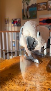 69K views · 6K reactions | Trying so hard to get at the wood under the glass. Maybe I can break it by tapping it with my toenail 藍 #barneythewestcoastcockatoo | Barney the West Coast Cockatoo | Facebook