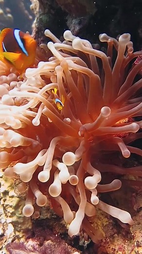 Beautiful Nemo with orange anemone in a night dive 🤿🪸 #nemo #clownfish #anemone#scuba #underwaterlife #underwaterworld #underwatervideo #scubadive #scubadiving #underwaterphotography #sealife #virals | Scuba Diving