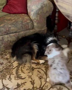Dutton giving Tucker about all he can take! #puppylove #puppy #aussie #smooches #tucker #australianshepherd #fun #cute #cuddles | Couple Berry Farms