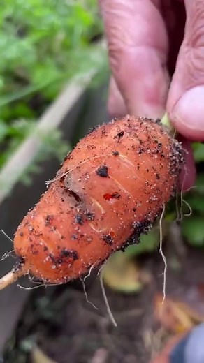 111K views · 569 reactions | Co się stało z tą marchewką? To przykład działania śmietki. Aby uchronić warzywa jak i cebule przed atakiem szkodnika w sklepie zastosuj zaprawę do podłoża SoilGuard, którą znajdziesz w naszym sklepie internetowym ➡️www.ZielonePogotowie.pl Chroń swoje uprawy, aby cieszyć się zdrowymi i dorodnymi plonami. | Zielone Pogotowie | Facebook